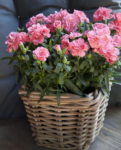 Foto de variedad de flores para ser usadas como: Maceta Dianthus caryophyllus Oscar® Pink