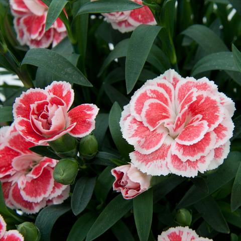 Foto de variedad de flores para ser usadas como: Maceta Dianthus caryophyllus Oscar White+Red