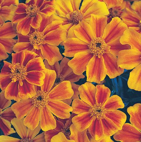 Foto de variedad de flores para ser usadas como: Planta de temporada / borde del macizo Tagetes patula Sunburst Orange Splash