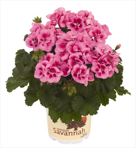 Foto de variedad de flores para ser usadas como: Maceta o Tarrina de colgar Pelargonium zonale RED FOX Savannah Pink Mega Splash