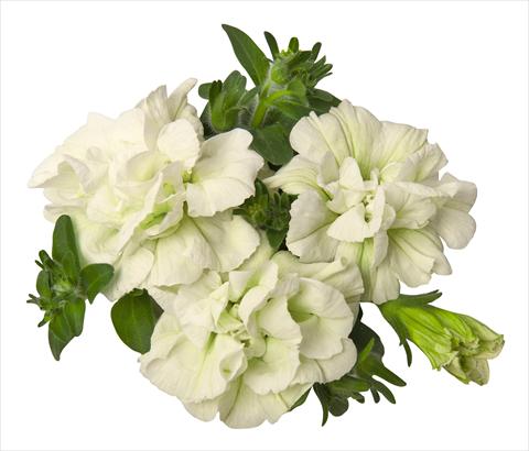 Foto de variedad de flores para ser usadas como: Maceta, planta de temporada, patio Petunia hybrida RED FOX Double Surprise White