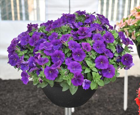Foto de variedad de flores para ser usadas como: Maceta, planta de temporada, patio Petunia RED FOX Potunia® Cobalt Blue