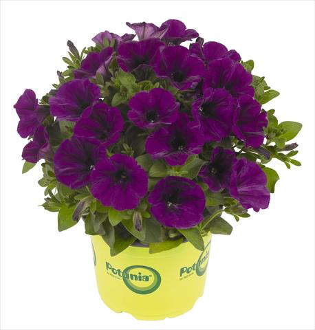 Foto de variedad de flores para ser usadas como: Maceta, planta de temporada, patio Petunia RED FOX Potunia® Piccola Lilac Blue