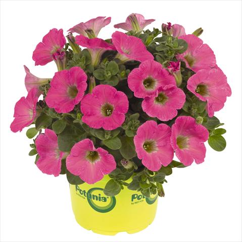 Foto de variedad de flores para ser usadas como: Maceta, planta de temporada, patio Petunia RED FOX Potunia® Plus Hot Pink