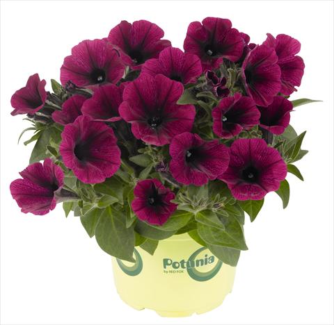 Foto de variedad de flores para ser usadas como: Maceta, planta de temporada, patio Petunia RED FOX Potunia® Plus Purple
