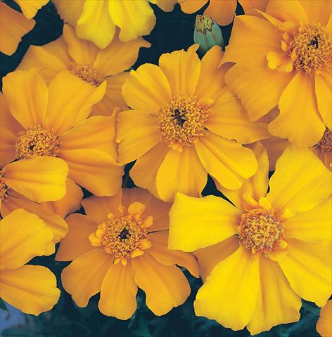Foto de variedad de flores para ser usadas como: Planta de temporada / borde del macizo Tagetes patula Sunburst Orange