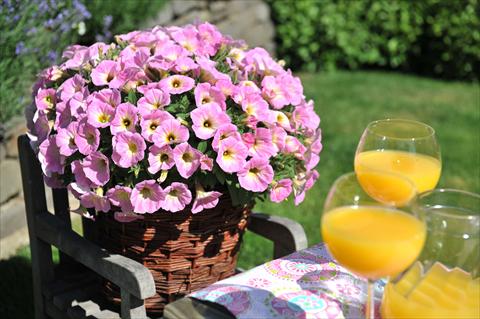 Foto de variedad de flores para ser usadas como: Maceta, planta de temporada, patio Petunia RED FOX Potunia® Plus Soft Pink Morning