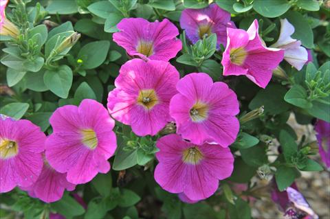 Foto de variedad de flores para ser usadas como: Maceta, planta de temporada, patio Petunia hybrida RED FOX Sweetunia® Hot Pink Lemonade