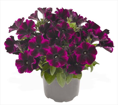 Foto de variedad de flores para ser usadas como: Maceta, planta de temporada, patio Petunia hybrida RED FOX Sweetunia® Johnny Flame