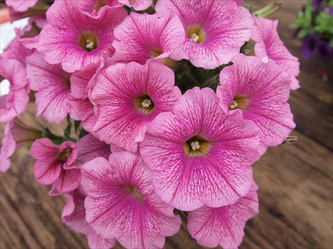 Foto de variedad de flores para ser usadas como: Maceta, planta de temporada, patio Petunia hybrida RED FOX Sweetunia® Pink Ice