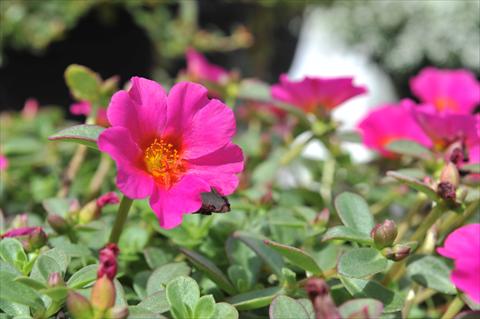 Foto de variedad de flores para ser usadas como: Planta de temporada, patio, Tarrina de colgar Portulaca RED FOX Cupcake Grape Jelly