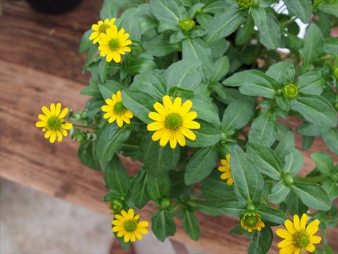 Foto de variedad de flores para ser usadas como: Planta de temporada / borde del macizo Sanvitalia RED FOX Sunvy Yellow Steel