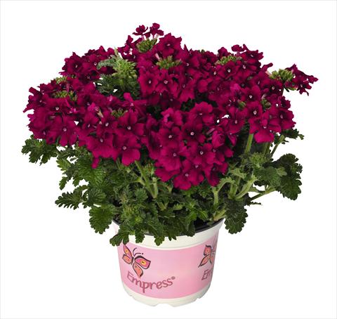 Foto de variedad de flores para ser usadas como: Maceta, patio, Tarrina de colgar Verbena RED FOX Empress Flair Cherry