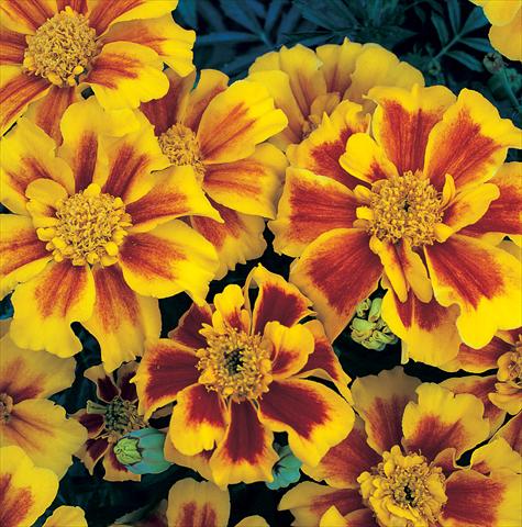 Foto de variedad de flores para ser usadas como: Planta de temporada / borde del macizo Tagetes patula Sunburst Yellow Splash