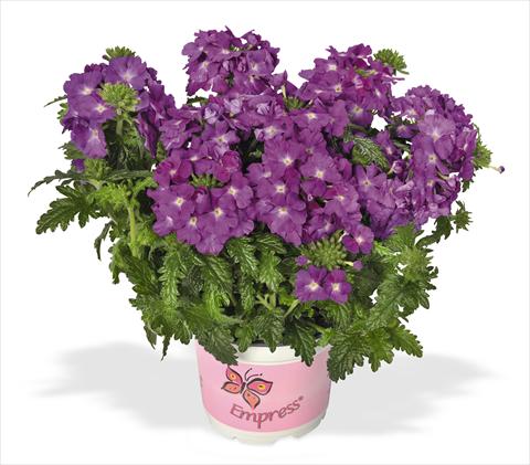 Foto de variedad de flores para ser usadas como: Maceta, patio, Tarrina de colgar Verbena RED FOX Empress Flair Purple Sky
