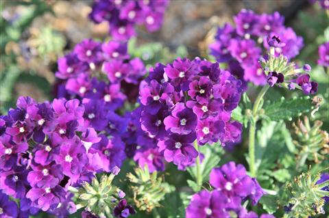 Foto de variedad de flores para ser usadas como: Maceta, patio, Tarrina de colgar Verbena RED FOX Empress Violet Blue