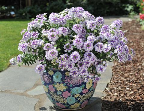 Foto de variedad de flores para ser usadas como: Maceta, patio, Tarrina de colgar Verbena RED FOX Wicked Blue