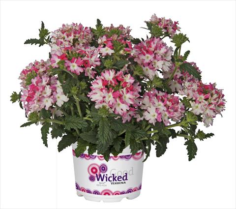 Foto de variedad de flores para ser usadas como: Maceta, patio, Tarrina de colgar Verbena RED FOX Wicked Hot Pink