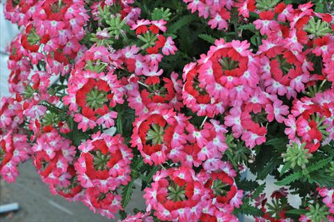 Foto de variedad de flores para ser usadas como: Maceta, patio, Tarrina de colgar Verbena RED FOX Wicked Pink Pepper