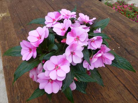 Foto de variedad de flores para ser usadas como: Maceta, planta de temporada, patio Impatiens N. Guinea RED FOX Magnum Lavender Splash