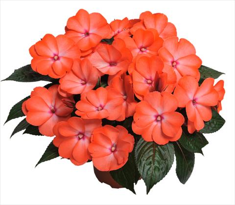 Foto de variedad de flores para ser usadas como: Maceta, planta de temporada, patio Impatiens N. Guinea RED FOX Magnum Wild Salmon