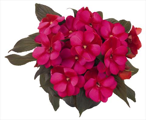 Foto de variedad de flores para ser usadas como: Maceta, planta de temporada, patio Impatiens N. Guinea RED FOX Petticoat Blue Star 2014