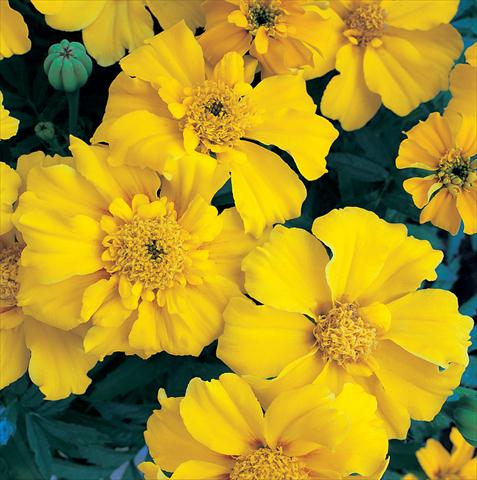 Foto de variedad de flores para ser usadas como: Planta de temporada / borde del macizo Tagetes patula Sunburst Yellow