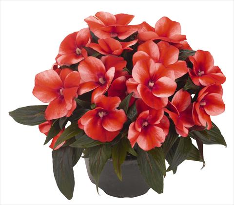 Foto de variedad de flores para ser usadas como: Maceta, planta de temporada, patio Impatiens N. Guinea RED FOX Petticoat Bright Red Star
