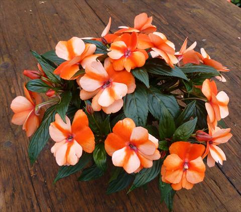 Foto de variedad de flores para ser usadas como: Maceta, planta de temporada, patio Impatiens N. Guinea RED FOX Petticoat Orange Star 2014