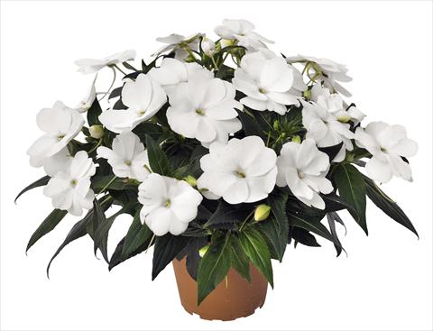 Foto de variedad de flores para ser usadas como: Maceta, planta de temporada, patio Impatiens N. Guinea RED FOX Petticoat White 2014
