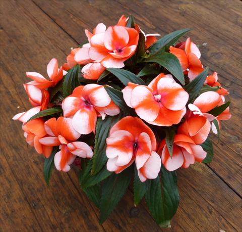 Foto de variedad de flores para ser usadas como: Maceta, planta de temporada, patio Impatiens N. Guinea RED FOX Sweetie Red Star 2014