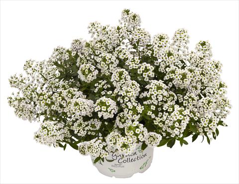 Foto de variedad de flores para ser usadas como: Maceta y planta de temporada Lobularia maritima White Stream