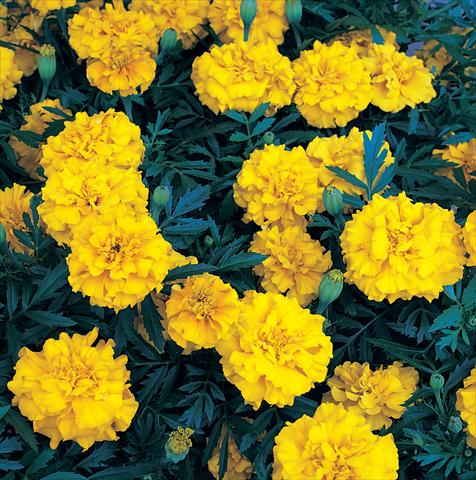 Foto de variedad de flores para ser usadas como: Planta de temporada / borde del macizo Tagetes patula Zenith Extra Golden Yellow