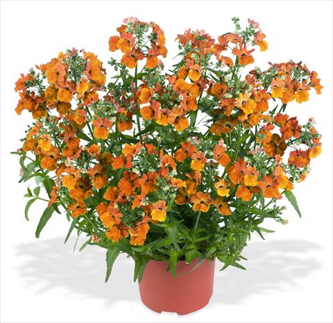 Foto de variedad de flores para ser usadas como: Tarrina de colgar / Maceta Nemesia RED FOX Angelart Orange