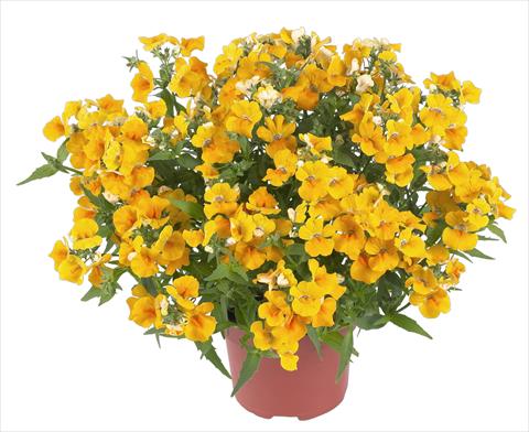 Foto de variedad de flores para ser usadas como: Tarrina de colgar / Maceta Nemesia RED FOX Angelart Pear