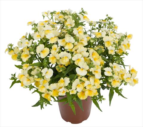 Foto de variedad de flores para ser usadas como: Tarrina de colgar / Maceta Nemesia RED FOX Angelart Pineapple