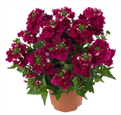 Foto de variedad de flores para ser usadas como: Tarrina de colgar / Maceta Nemesia RED FOX Angelart Raspberry