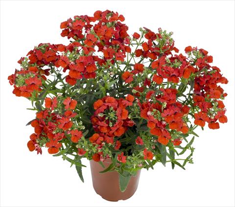 Foto de variedad de flores para ser usadas como: Tarrina de colgar / Maceta Nemesia RED FOX Angelart Strawberry