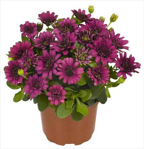 Foto de variedad de flores para ser usadas como: Maceta y planta de temporada Osteospermum RED FOX Summertime® Double Purple
