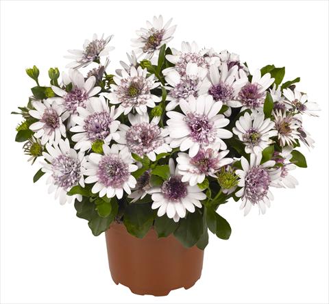 Foto de variedad de flores para ser usadas como: Maceta y planta de temporada Osteospermum RED FOX Summertime® Double White