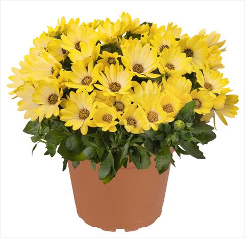 Foto de variedad de flores para ser usadas como: Maceta y planta de temporada Osteospermum RED FOX Summertime® Sweet Yellow