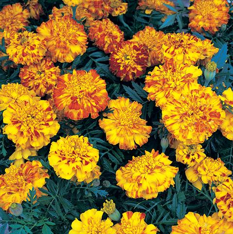 Foto de variedad de flores para ser usadas como: Planta de temporada / borde del macizo Tagetes patula Zenith Extra Orange & Red
