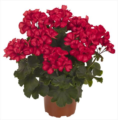 Foto de variedad de flores para ser usadas como: Patio, Maceta Pelargonium interspecifico RED FOX Sarita Sunstar Red