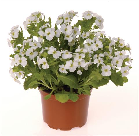 Foto de variedad de flores para ser usadas como: Planta de temporada / borde del macizo Arabis caucasica Lotti White