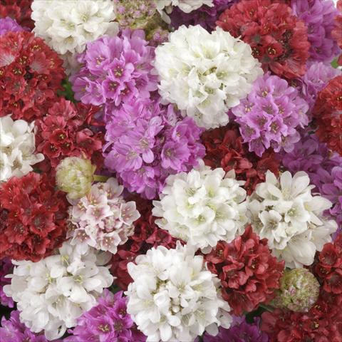 Foto de variedad de flores para ser usadas como: Planta de temporada / borde del macizo Armeria pseudarmeria Ballerina Formula Mixture