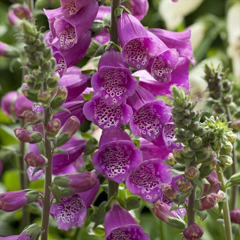 Foto de variedad de flores para ser usadas como: Planta de temporada / borde del macizo Digitalis purpurea Dalmatian Purple Improved