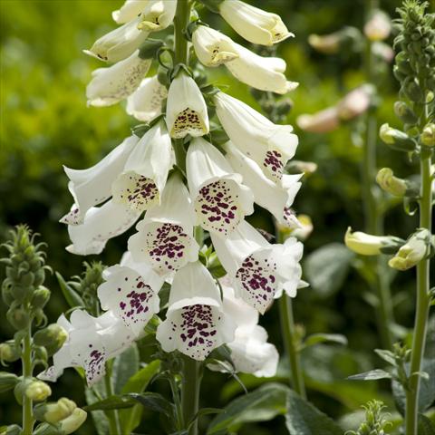Foto de variedad de flores para ser usadas como: Planta de temporada / borde del macizo Digitalis purpurea Dalmatian White Improved