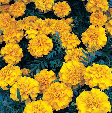 Foto de variedad de flores para ser usadas como: Planta de temporada / borde del macizo Tagetes patula Zenith Extra Orange