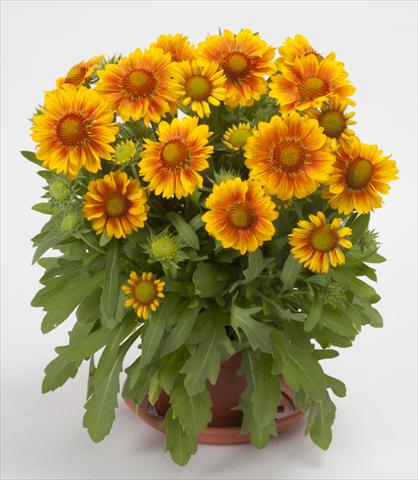 Foto de variedad de flores para ser usadas como: Planta de temporada / borde del macizo Gaillardia Mesa Peach