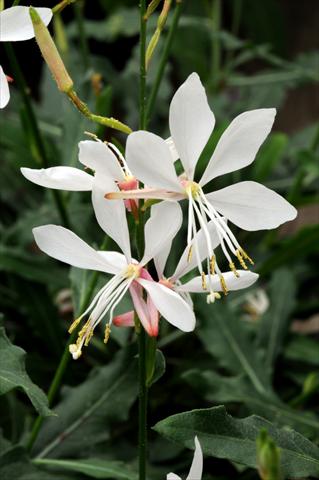 Foto de variedad de flores para ser usadas como: Planta de temporada / borde del macizo Gaura lindheimeri Sparkle White